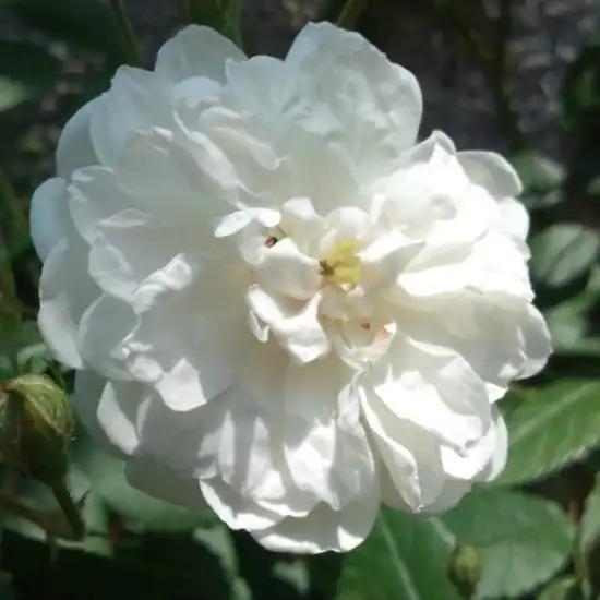 60-120 cm - Trandafiri - Ausram - 